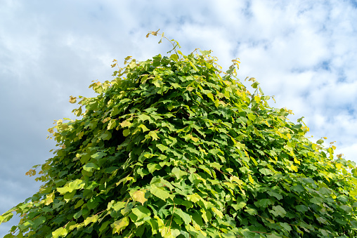 Low-angle shot of corner heap green leaves in spring, blue sky background, copy space