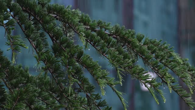 Close-up of spruce tree branch in rainy weather. View from apartment or house