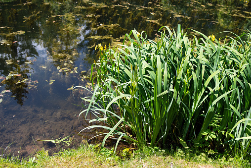 Green grass iris on the coastal shallow water