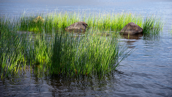 Green grass and stones on the coastal shallow water. The blue sky is reflected in the water, front focus