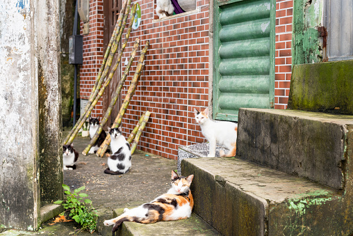 A group of hungry, homeless stray cats. Animal protection and adoption concept