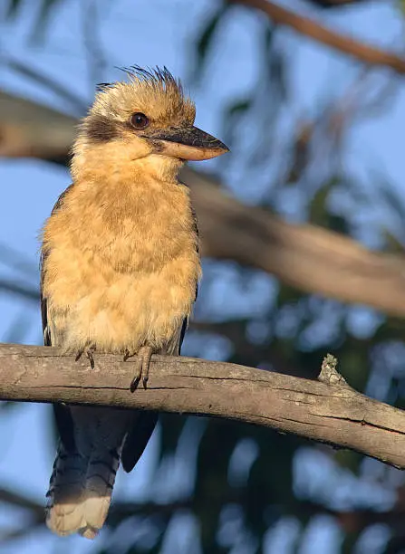 Photo of Kookaburra