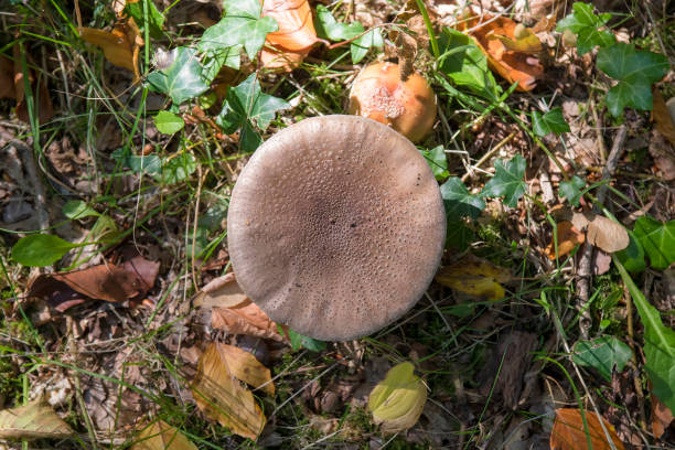 Blusher Blusher (Amanita rubescens) amidst autumn leaves and Common Ivy (Hedera helix) on the forest floor high angle view amanita rubescens stock pictures, royalty-free photos & images