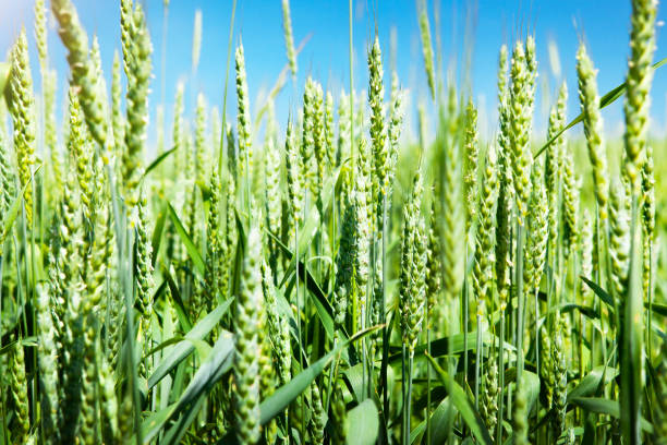 istock Ears of green wheat, close-up. 1534625976