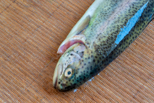 istock Brown trout, Salmo trutta: A Popular Fish 1534629392