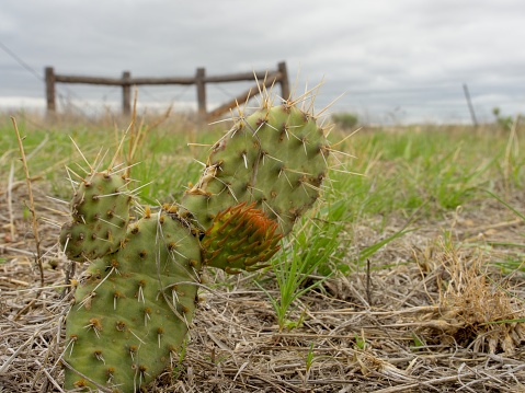 Prickly Pear cactus and fence in meadow next to the Amache internment camp, Granada Colorado.