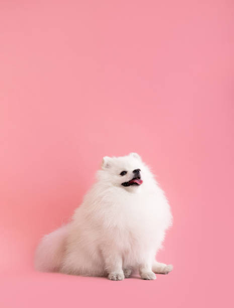 istock Dog breed pomeranian spitz funny sits on a pink background 1534642890