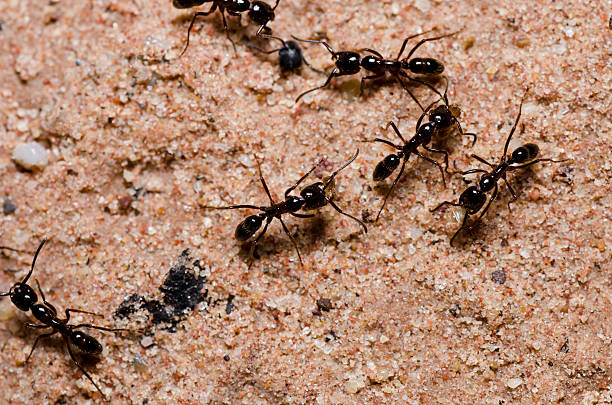 istock black ant in green nature 153464980