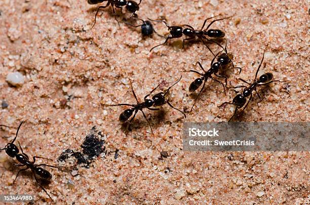 Black Ant In Green Nature Stock Photo - Download Image Now - Animal Wildlife, Ant, Black Color