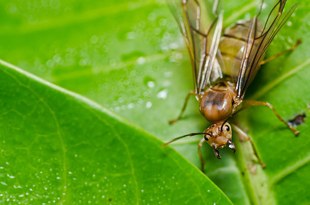 Group of Ants eating dead Cicada bug