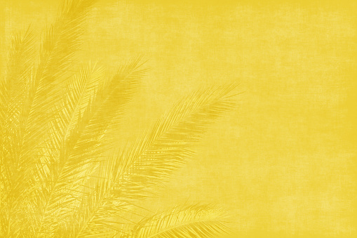 Summer Spring Background Yellow Palm Leaf Coconut Sand Beach Desert Abstract Sunlight Grunge Paper Fun Old Texture Gold Pattern Shade Shadow Clear Sky Idyllic Growth Arid Tropical Climate Multiple Exposure Sparse Monochrome Toned Photography Matte Backdrop Design template for presentation, flyer, card, poster, brochure, banner
