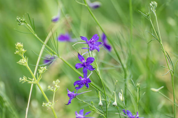 Consolida regalis, forking larkspur purple flowers in green field close-up. Tender annual herbaceous plant in spring