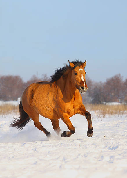 istock horse in winter 153467345