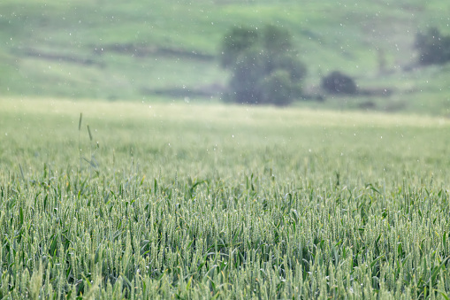 Green wheat field landscape in rainy weather. Spring barley ears growing with blurred foggy background. Agriculture in Ukraine