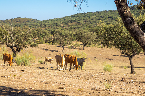 Small herd of black cows grazing in the Extremaduran meadow under the summer sun.