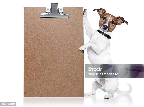 Dog With A Wood Board Stock Photo - Download Image Now - Animal, Animal Body Part, At The Edge Of