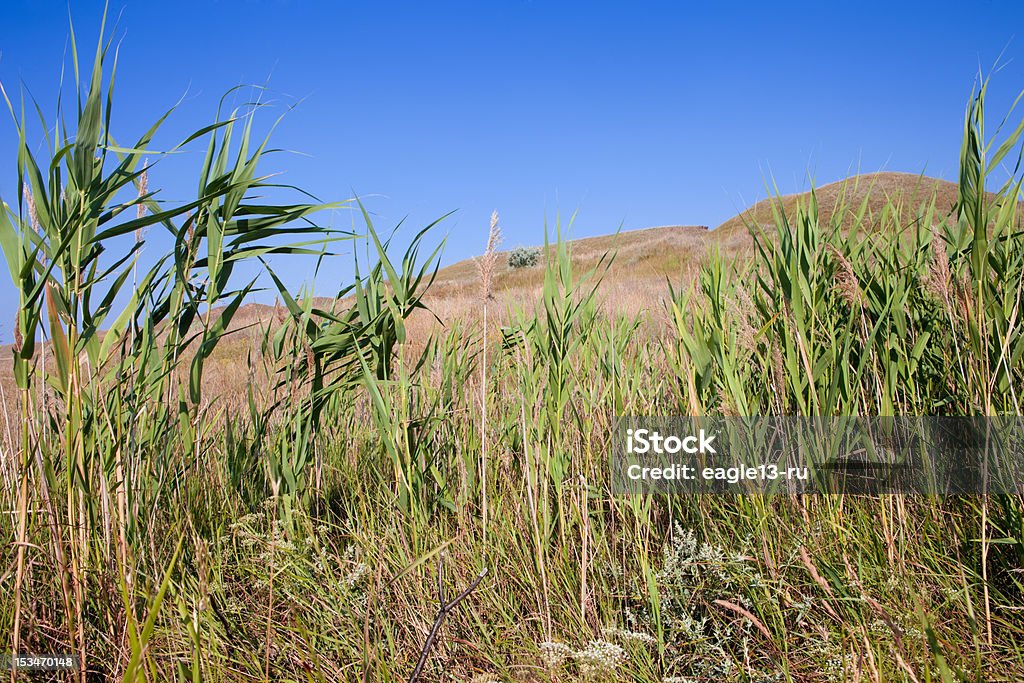 Cielo di colline verdi e blu - Foto stock royalty-free di Agricoltura