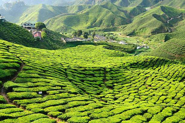 Landscape of a tea plantation in Cameron Highlands, Malaysia stock photo