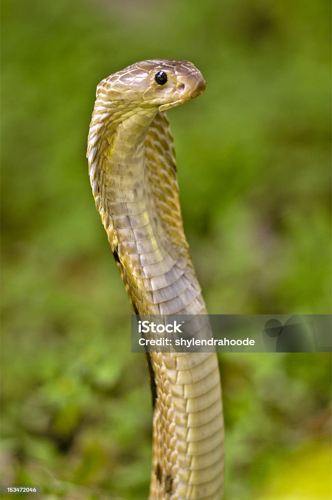cobra carcasa - Foto de stock de Asia libre de derechos