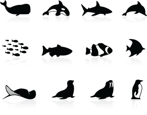 illustrazioni stock, clip art, cartoni animati e icone di tendenza di sea life - tricheco