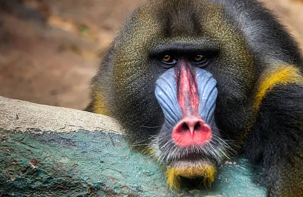 A stoic looking mandrill monkey looks off into the distance.