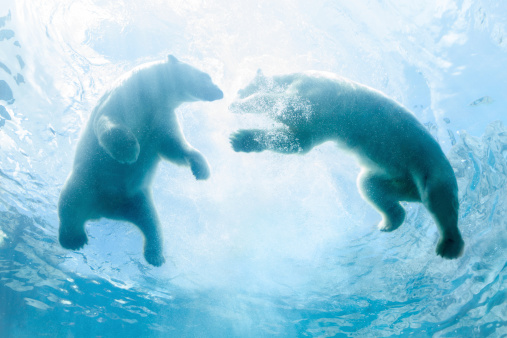 Polar Bear in Water