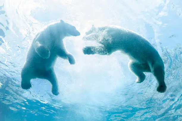 Two backlit polar bear cubs play in water as seen from below.