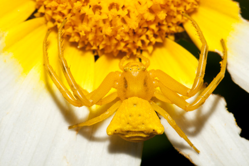 Close up view of a Yellow crab spider (Thomisus onustus).