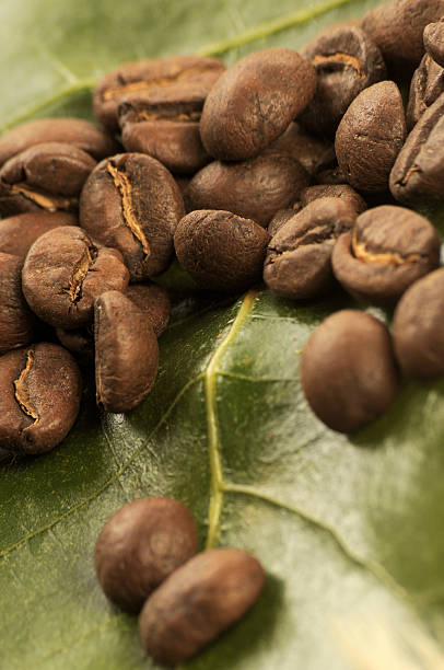 coffee beans stock photo