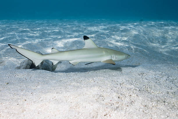 istock Blacktip reef shark carcharhinus melanopterus 01 153474063