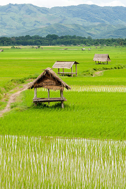 рисовое поле в луанг namtha долина, лаос - laos hut southeast asia shack стоковые фото и изображения