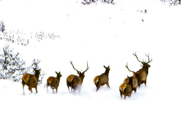 istock Elk -  Chama, New Mexico 1534750087