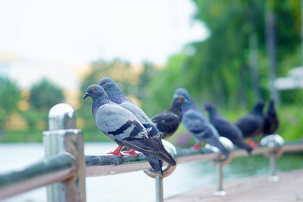 istock Line of Pigeons 153475482