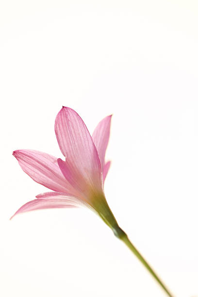 istock Beautiful pink flower 153475491
