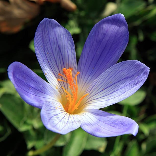 Autumn crocus Blue autumn crocus flower bud  close up meadow saffron stock pictures, royalty-free photos & images