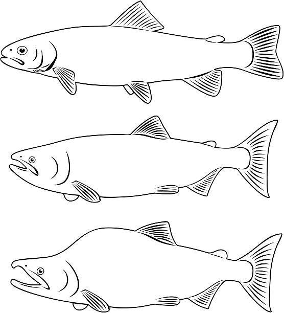 ilustraciones, imágenes clip art, dibujos animados e iconos de stock de pez rojo - speckled trout illustrations
