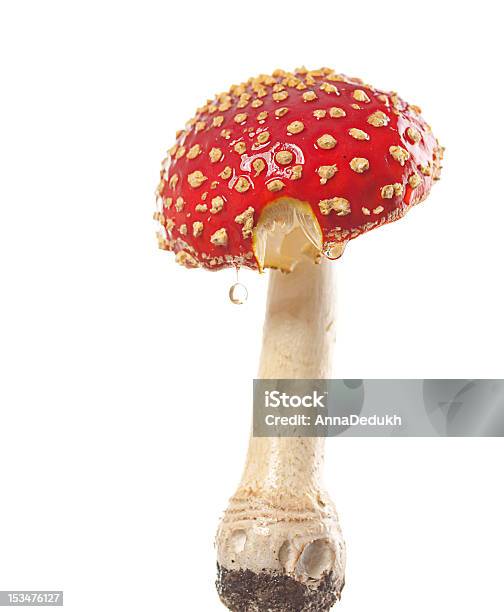 Rosso Amanita - Fotografie stock e altre immagini di Amanita Parcivolvata - Amanita Parcivolvata, Bianco, Chiazzato