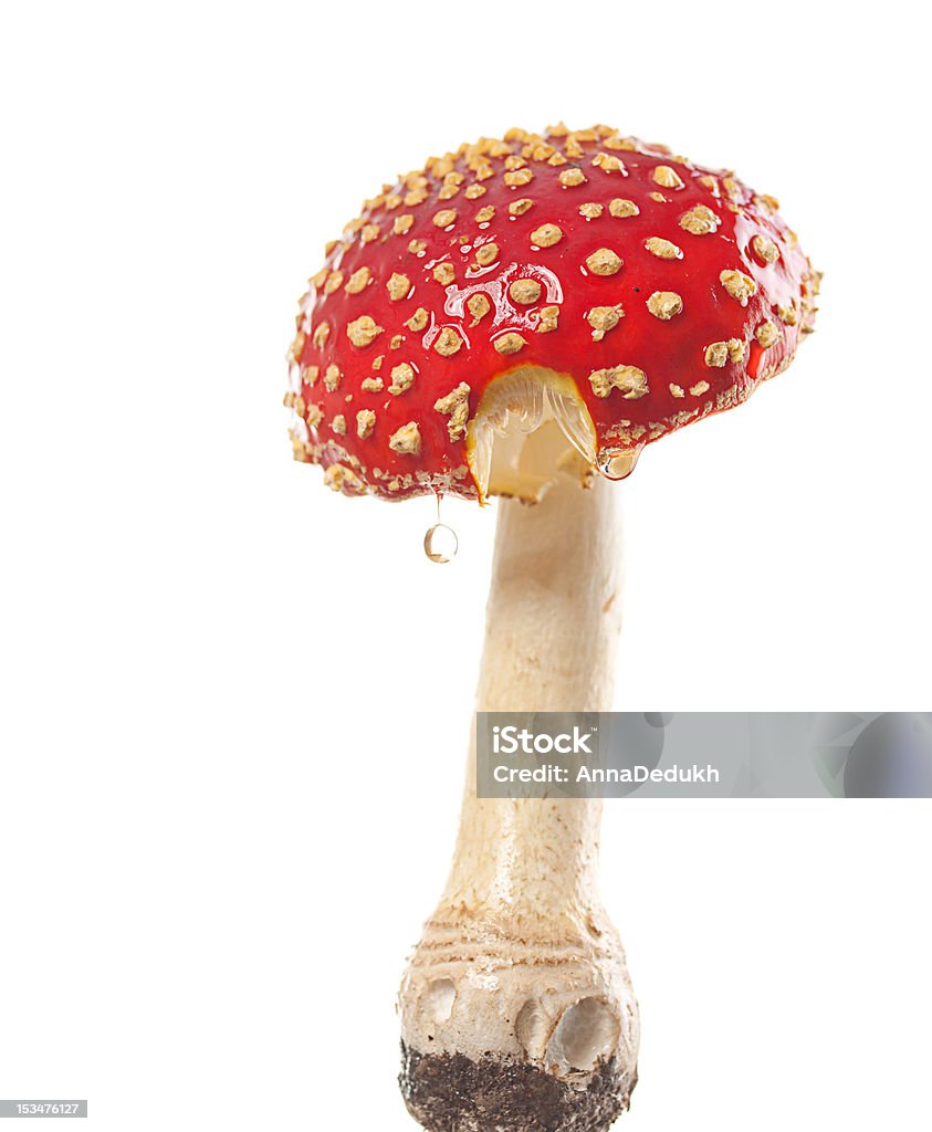 Vermelho amanita - Royalty-free Amanita parcivolvata Foto de stock