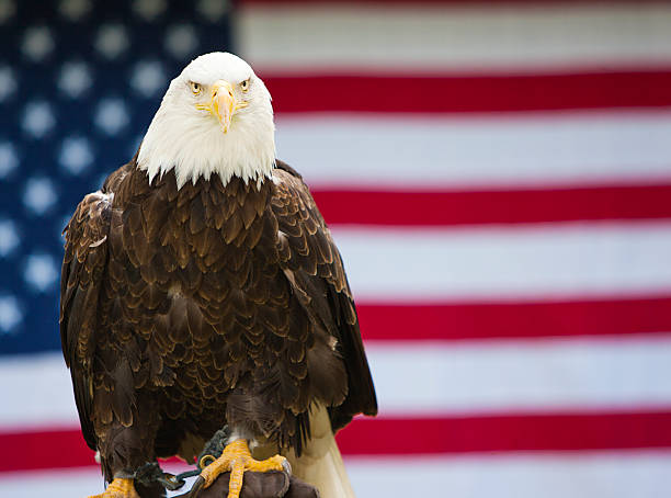 istock Bald Eagle Straight Shot With an American Flag 153476298