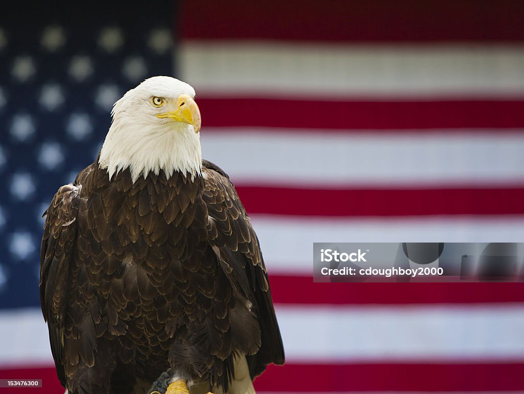 Weißkopfseeadler mit amerikanischer Flagge - Lizenzfrei Weißkopfseeadler Stock-Foto