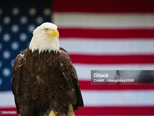 Weißkopfseeadler Mit Amerikanischer Flagge Stockfoto und mehr Bilder von Weißkopfseeadler - Weißkopfseeadler, Flagge, Adler