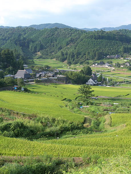 istock tanada, or terraced rice paddies along steep hills 153476389