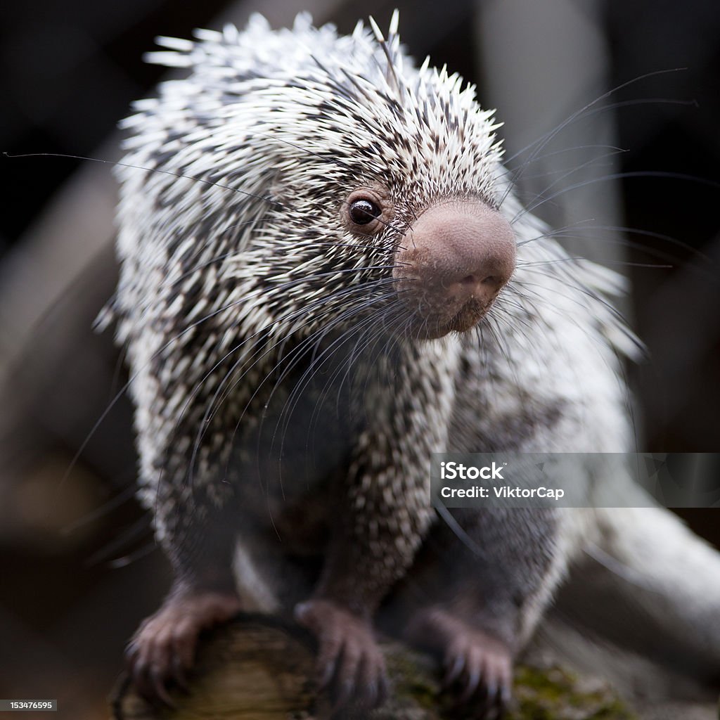 Close-up of a cute Brazilian Porcupine (Coendou prehensilis; shallow DOF) Porcupine Stock Photo
