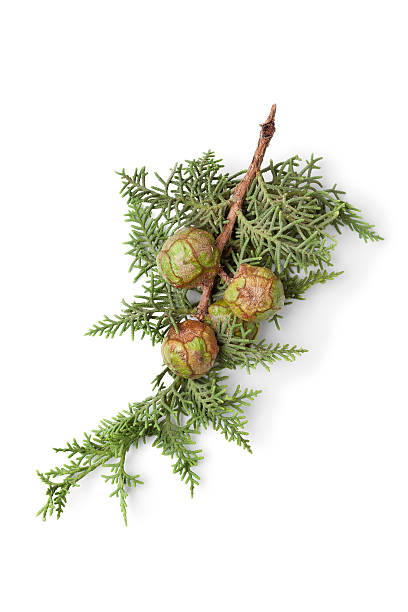 Mediterranean Cypress cones and foliage Mediterranean Cypress cones and foliage on white background italian cypress stock pictures, royalty-free photos & images