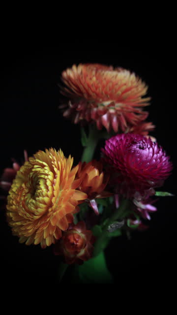 Blooming bouquet of straw flowers time lapse