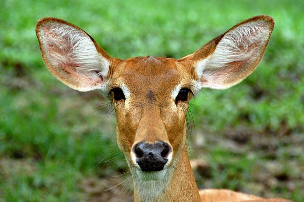 eld の鹿 - brow antlered deer ストックフォトと画像