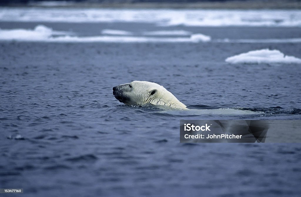 Polar bear Schwimmen im ice floe - Lizenzfrei Arktis Stock-Foto
