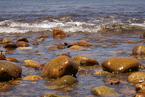 Barnacles on Rocks stock photo