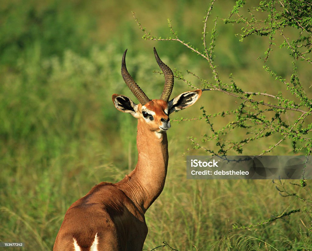 Gerenuk - Foto stock royalty-free di Africa