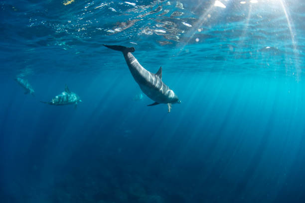 japanische wilde delfine - below sea level stock-fotos und bilder